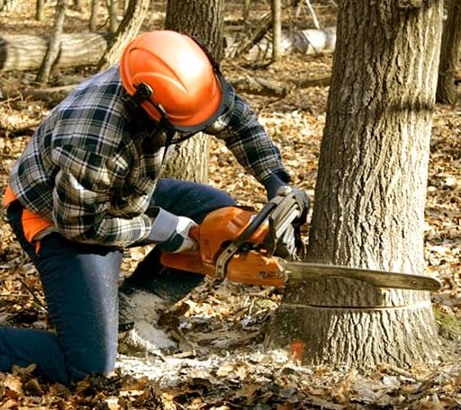 Tree Removal in Jim Thorpe, PA
